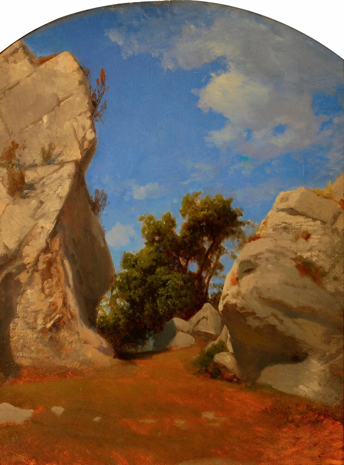 Pianta fra rocce, 1850 c - Museo del Territorio Biellese, Biella